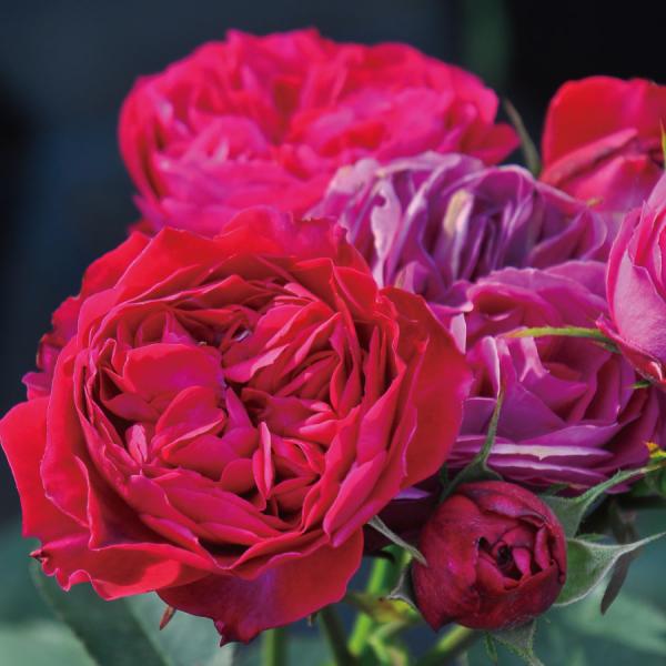 吉本花城園 特選 バラ苗 ルイス・キャロル ルイスキャロル ロサ