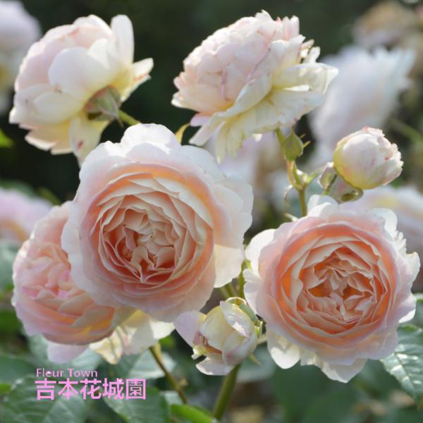 吉本花城園 特選 バラ苗 サシェ ロサオリエンティス プログレッシオ