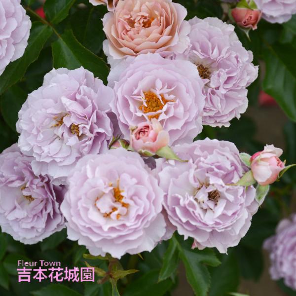 吉本花城園 特選 バラ苗 シャーウッド ロサオリエンティス