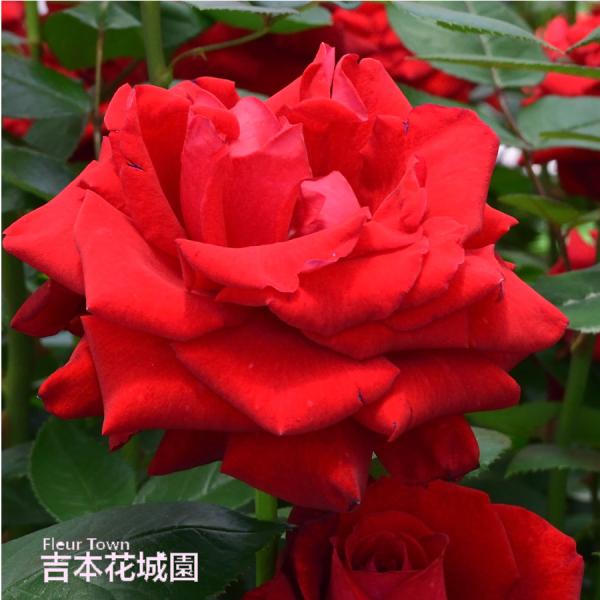 吉本花城園 【予約】 バラ苗 イングリッドバーグマン ハイブリッド