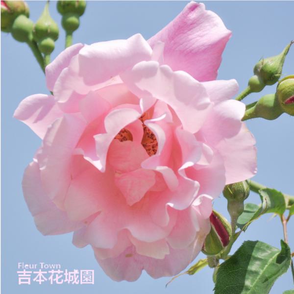 吉本花城園 バラ苗 スパニッシュビューティ ツルバラ クライミング