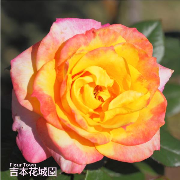 ■商品内容 バラ接木２年生大苗（４号ロングポット）高さ：約30〜40ｃｍ（鉢底より）　　　約15〜２５ｃｍ（鉢底より）※冬剪定済みの場合※花色や株の状態は画像と多少異なる場合がございます。※国産苗です。苗は、バーグたい肥などに仮植えしている...