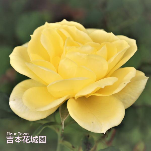 黄色の多弁バラ 2つのつぼみ付き 吉本花城園 バラ苗 アトール'99 ツルバラ クライミング ローズ 黄色系