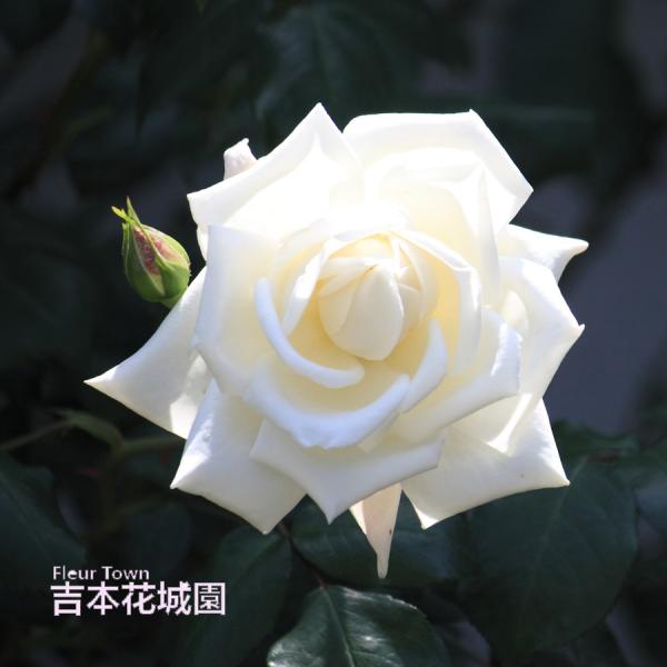 吉本花城園 バラ苗 新雪 （しんせつ） ツルバラ クライミング ローズ