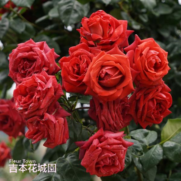 【早割予約中】 バラ苗 テラコッタ ツルバラ クライミング ローズ 茶色系 2年生 大苗 バラ 薔薇 ばら 予約品 10月末より順次発送