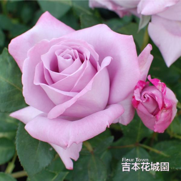 kajoen_rose-196