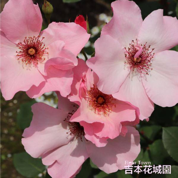 kajoen_rose-197
