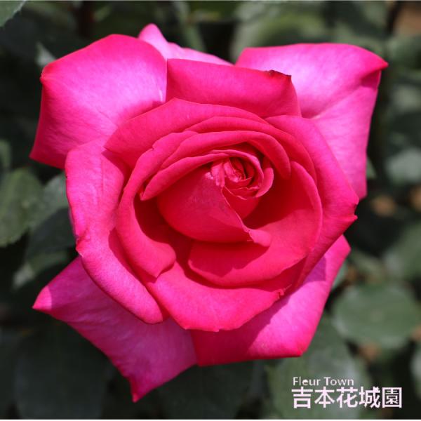 kajoen_rose-199