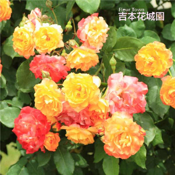 吉本花城園 ≪冬剪定済≫ 2年生バラ苗 ふれ太鼓 （複色） ふれだいこ