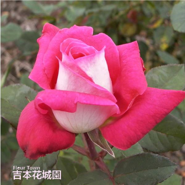【早割予約中】 バラ苗 アカペラ ハイブリッドティー ローズ 赤系 2年生 大苗 バラ 薔薇 ばら 予約品 10月末以降順次発送