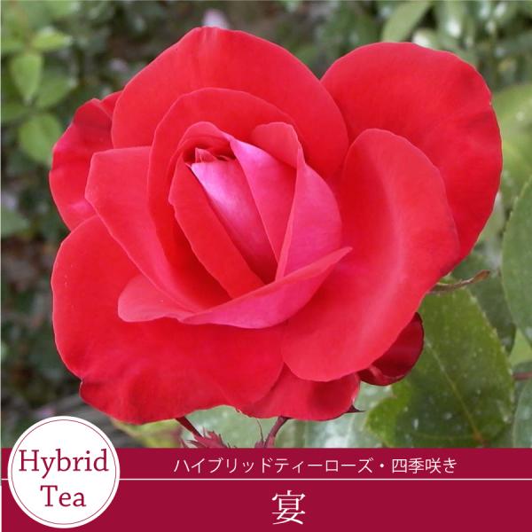 ■商品内容 バラ接木２年生大苗（４号ロングポット）高さ：約30〜40ｃｍ（鉢底より）　　　約15〜２５ｃｍ（鉢底より）※冬剪定済みの場合※花色や株の状態は画像と多少異なる場合がございます。※国産苗です。苗は、バーグたい肥などに仮植えしている...