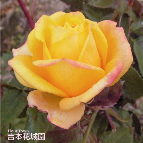 吉本花城園 バラ苗 ゴールド・メダル ハイブリッドティー ローズ 黄色