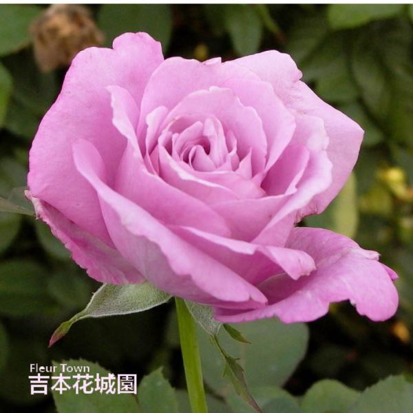 吉本花城園 バラ苗 シャルルドゥゴール ハイブリッドティー ローズ 紫