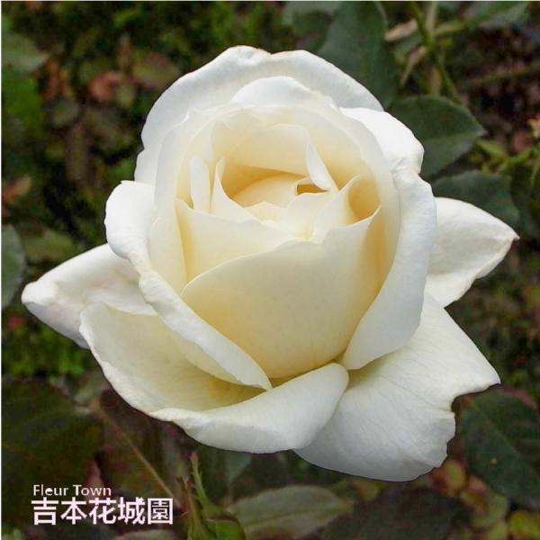 バラ苗 ホワイトクリスマス 白系 ハイブリッドティーローズ 冬剪定済み Rose Sato27 Fleurtown吉本花城園 通販 Yahoo ショッピング