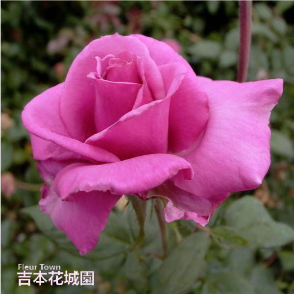 目録20世紀1901 ~1998年　バラ売りorおまとめ 吉本花城園 バラ苗 紫雲 （しうん） ハイブリッドティー ローズ 紫系 2