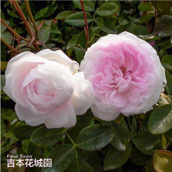 kajoen_rose-sato34