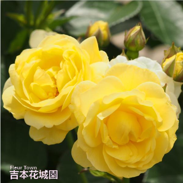 【早割予約中】 バラ苗 ゴールデンフラッシュ フロリバンダ ローズ 黄色系 2年生 大苗 バラ 薔薇 ばら 予約品 10月末以降順次発送