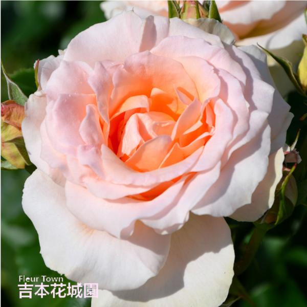 【早割予約中】 バラ苗 ヨハンシュトラウス ハイブリッドティー ローズ ピンク系 2年生 大苗 バラ 薔薇 ばら 予約品 10月末以降順次発送
