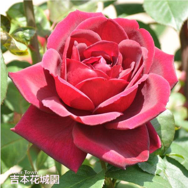【早割予約中】 バラ苗 オクラホマ ハイブリッドティー ローズ 赤系 2年生 大苗 バラ 薔薇 ばら 予約品 10月末以降順次発送