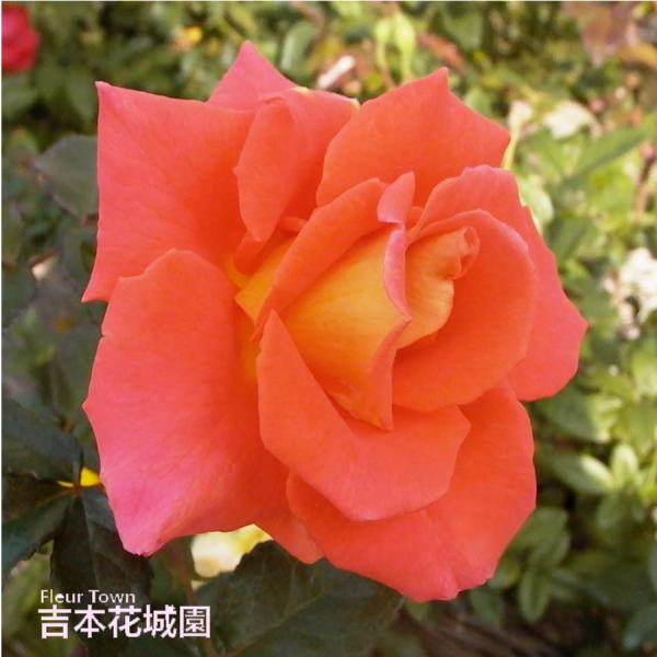 吉本花城園 爆買 バラ苗 モニカ ハイブリッドティー ローズ 橙系 2年生