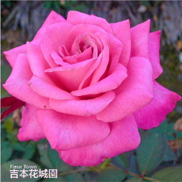 吉本花城園 バラ苗 ステファニードゥモナコ ハイブリッドティー ローズ