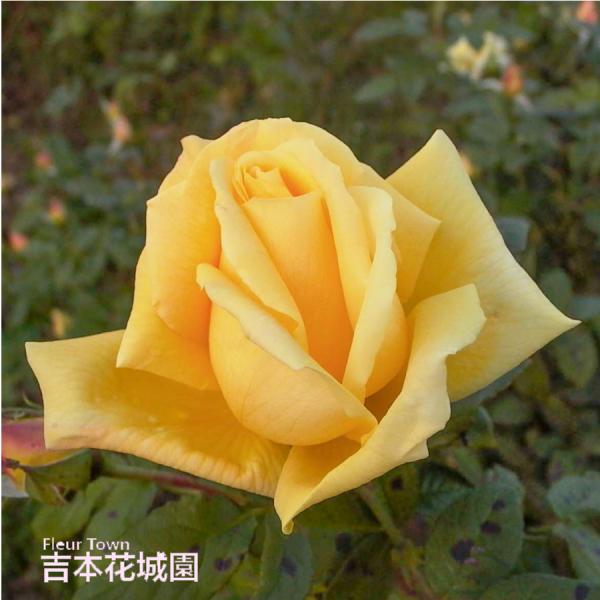 【早割予約中】 バラ苗 天津乙女 （あまつおとめ） ハイブリッドティー ローズ 黄色系 2年生 大苗 バラ 薔薇 ばら 予約品 10月末より順次発送