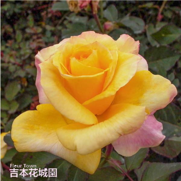 吉本花城園 バラ苗 カブキ ハイブリッドティー ローズ 黄色系 2年生