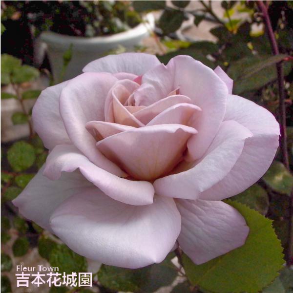 吉本花城園 バラ苗 グレイパール ハイブリッドティー ローズ 茶色系 2