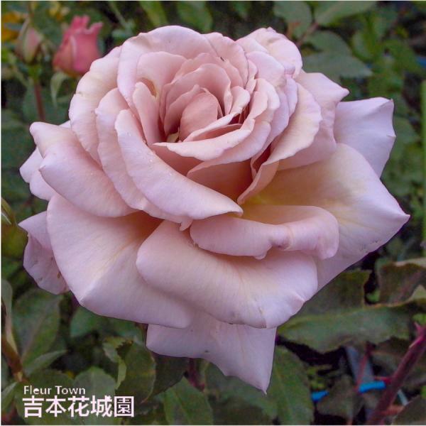 ■商品内容 バラ接木２年生大苗（４号ロングポット）高さ：約30〜40ｃｍ（鉢底より）　　　約15〜２５ｃｍ（鉢底より）※冬剪定済みの場合※花色や株の状態は画像と多少異なる場合がございます。※国産苗です。苗は、バーグたい肥などに仮植えしている...