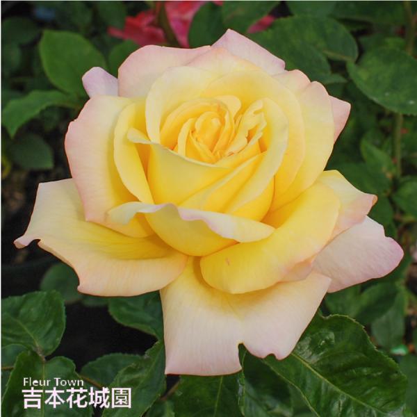 kajoen_rose09satou-28