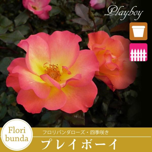 kajoen_rose09satou-48