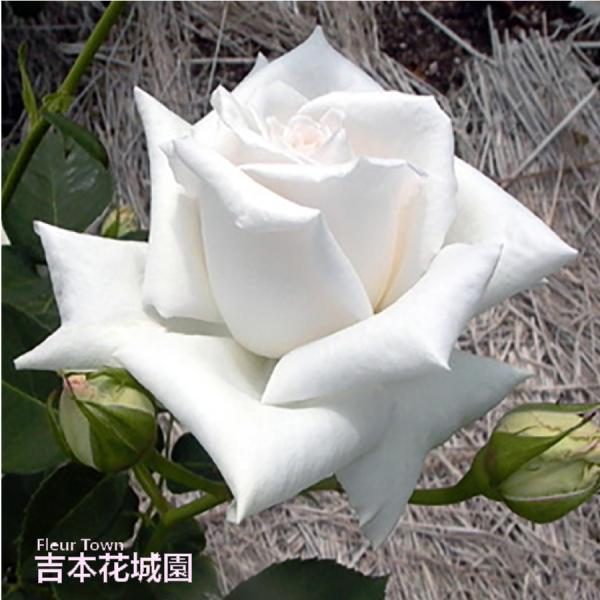 kajoen_rose09satou-5