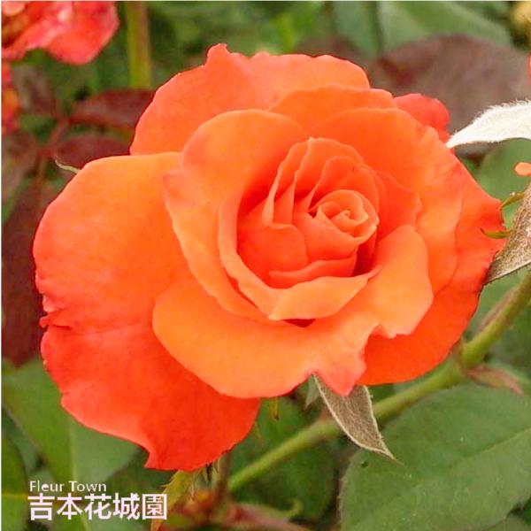【早割予約中】 バラ苗 テキーラ フロリバンダ ローズ 橙系 2年生 大苗 バラ 薔薇 ばら 予約品 10月末より順次発送