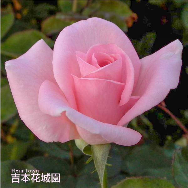 ■商品内容 バラ接木２年生大苗（４号ロングポット）高さ：約30〜40ｃｍ（鉢底より）　　　約15〜２５ｃｍ（鉢底より）※冬剪定済みの場合※花色や株の状態は画像と多少異なる場合がございます。※国産苗です。苗は、バーグたい肥などに仮植えしている...