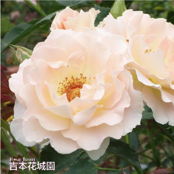 kajoen_rose09satounose006