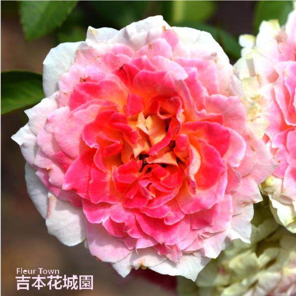 吉本花城園 ≪冬剪定済≫ 2年生バラ苗 シーザー （ピンク