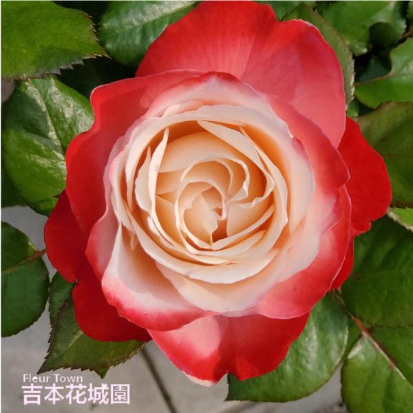 ご予約品 22年10月下旬以降順次発送 バラ苗 ノスタルジィー 複色系 ノスタルジー ハイブリッドティー ローズ 2年生大苗 バラ ばら Rose09satounose011 Fleurtown吉本花城園 通販 Yahoo ショッピング