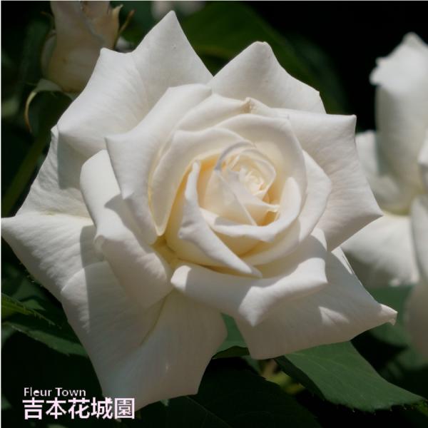 ■商品内容 バラ接木２年生大苗（４号ロングポット）高さ：約30〜40ｃｍ（鉢底より）　　　約15〜２５ｃｍ（鉢底より）※冬剪定済みの場合※花色や株の状態は画像と多少異なる場合がございます。※国産苗です。苗は、バーグたい肥などに仮植えしている...