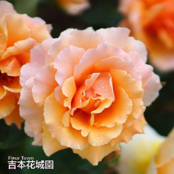 【早割予約中】 バラ苗 ジャストジョーイ ハイブリッドティー ローズ 橙系 2年生 大苗 バラ 薔薇 ばら 予約品 10月末より順次発送