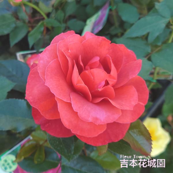 ■商品内容 バラ接木２年生大苗（４号ロングポット）高さ：約30〜40ｃｍ（鉢底より）　　　約15〜２５ｃｍ（鉢底より）※冬剪定済みの場合※花色や株の状態は画像と多少異なる場合がございます。※国産苗です。苗は、バーグたい肥などに仮植えしている...