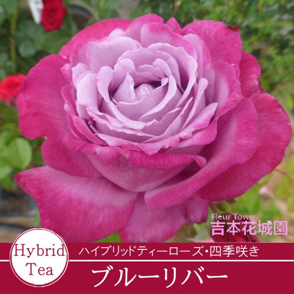 【早割予約中】 バラ苗 ブルーリバー ハイブリッドティー ローズ 紫系 2年生 大苗 バラ 薔薇 ばら 予約品 10月末より順次発送