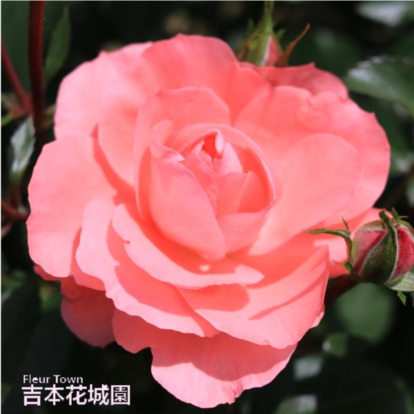 吉本花城園 バラ苗 ジャルダンドゥフランス フロリバンダ ローズ