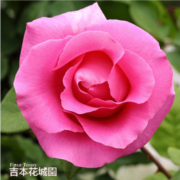 ■商品内容 バラ接木２年生大苗（４号ロングポット）高さ：約30〜40ｃｍ（鉢底より）　　　約15〜２５ｃｍ（鉢底より）※冬剪定済みの場合※花色や株の状態は画像と多少異なる場合がございます。※国産苗です。苗は、バーグたい肥などに仮植えしている...