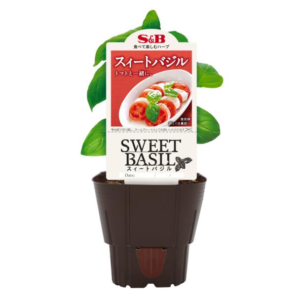 爆買 ハーブ苗 バジル 3号ポット スィートバジル S&B 肉 野菜苗 家庭菜園 ベランダ菜園