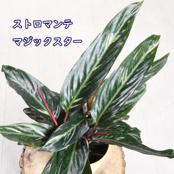 吉本花城園 ストロマンテ マジックスター サンギネア カラテア 4号鉢