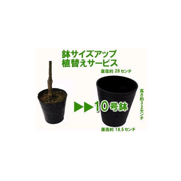 kajoen_uekaerose10gou