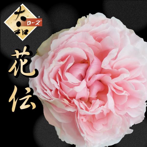 kajoen_yamatorose008