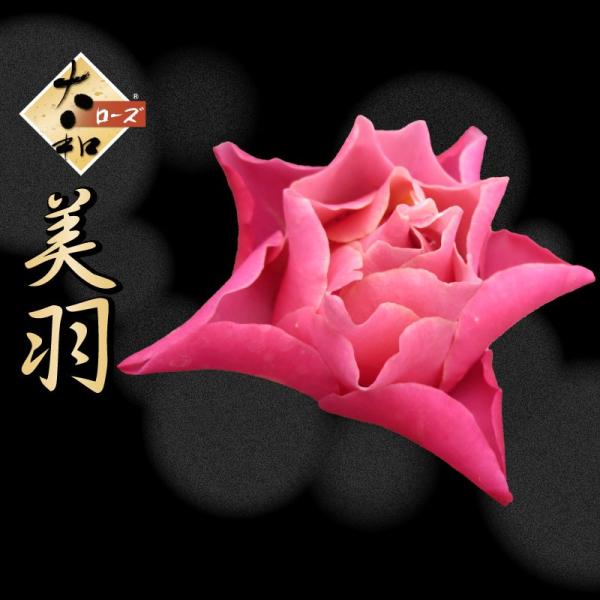 kajoen_yamatorose026