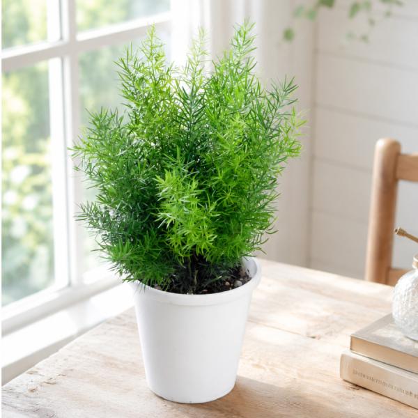 観葉植物 アスパラガス 5号鉢 鉢植え ファジーファーン 室内 インテリア おしゃれ 育てやすい グリーン 卓上 リビング 玄関 プレゼント ギフト 新築祝い