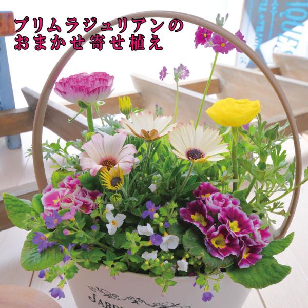 専用　ブライダルベール　プリムラジュリアン　れんげそう　すずらん　クレイフラワー 専用 ブライダルベール プリムラジュリアン れんげそう すずらん